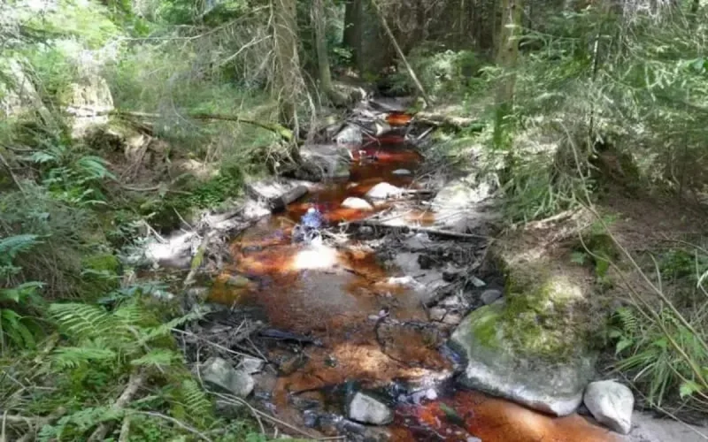 Maroc : les rejets des usines d'olives, un danger pour l'environnement