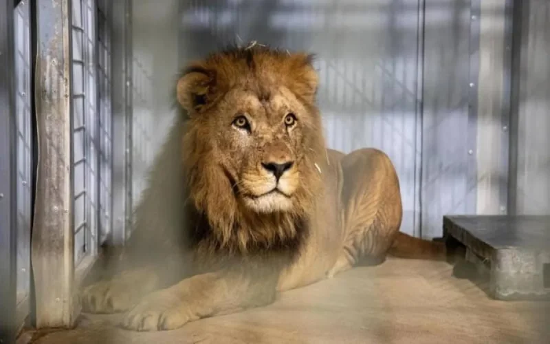 Le zoo de Paris accueille un lion en provenance du Maroc