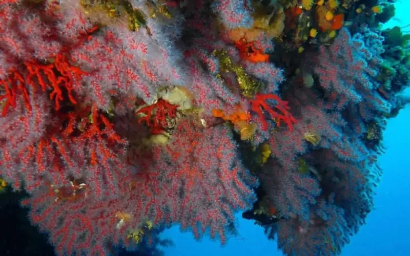 SOS : le corail rouge en danger au Maroc