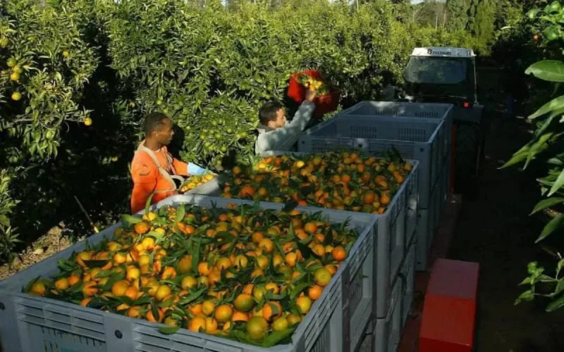 La Corse dit merci aux saisonniers marocains