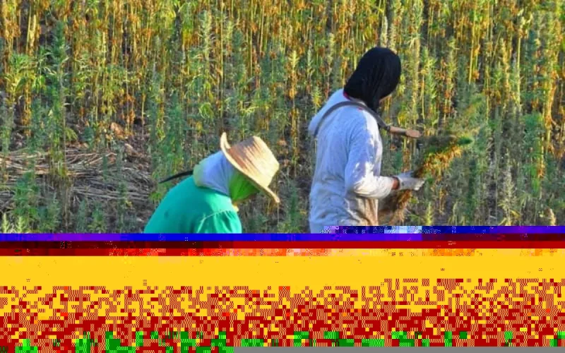 Cannabis : la production du "Kartika", un danger pour l'irrigation au Maroc 
