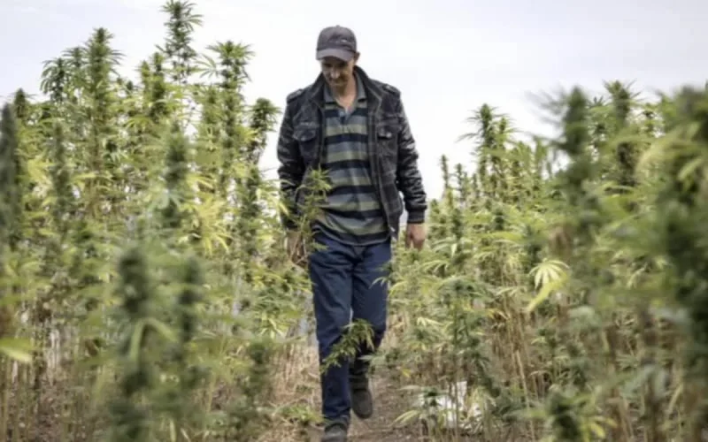 Légalisation du cannabis : le Maroc pourrait gagner plus d'un milliard par an 
