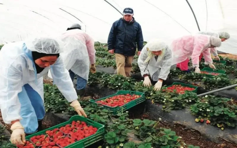 Les saisonnières marocaines retournent dans les champs espagnols