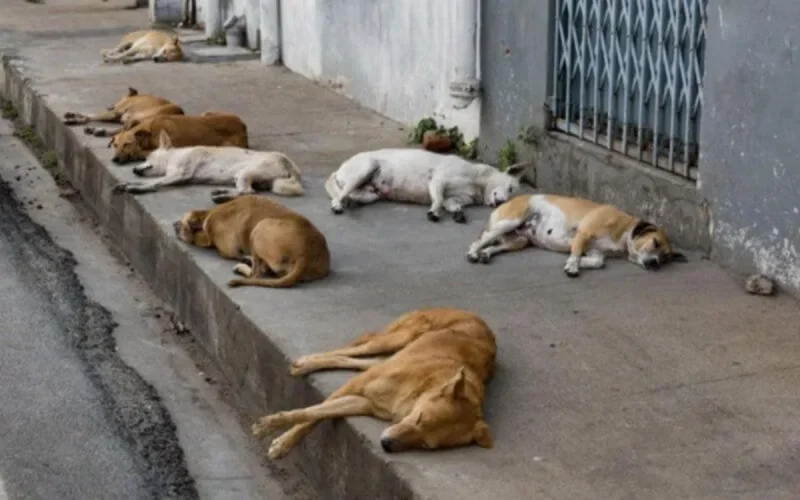 Les chiens errants sèment la panique à Marrakech