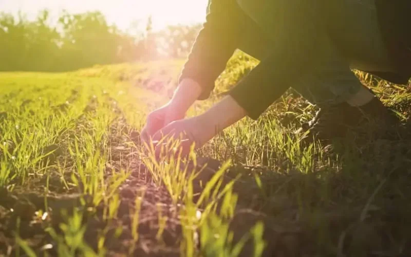 Le bio gagne du terrain dans l'agriculture marocaine
