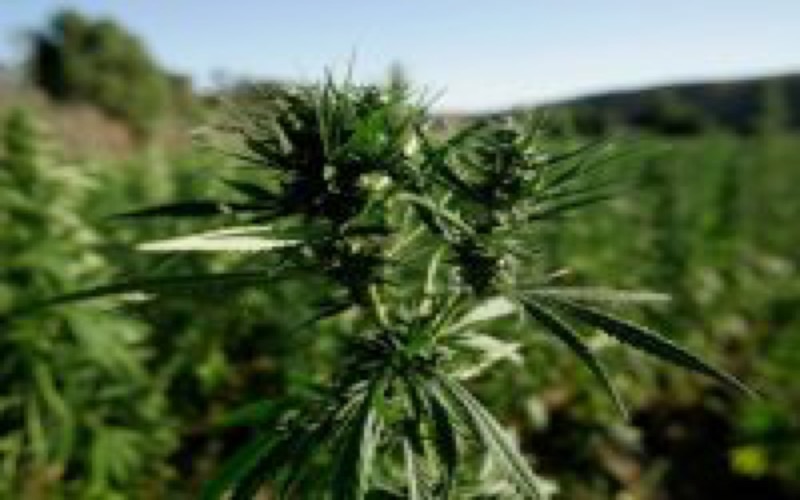 Les raisons qui penchent en faveur du développement du cannabis licite au  Maroc
