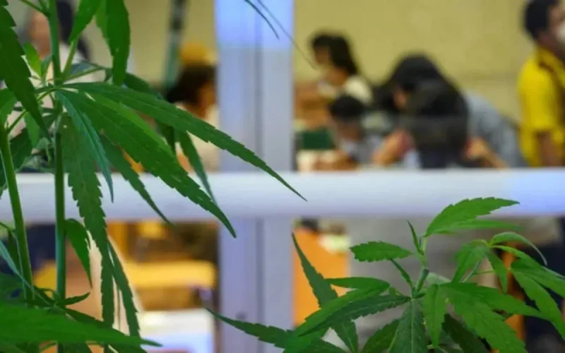 Cannabis : le Maroc devrait suivre l'exemple israélien