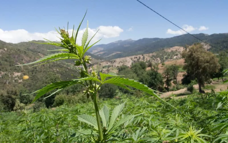 Une agence nationale de réglementation du cannabis au Maroc