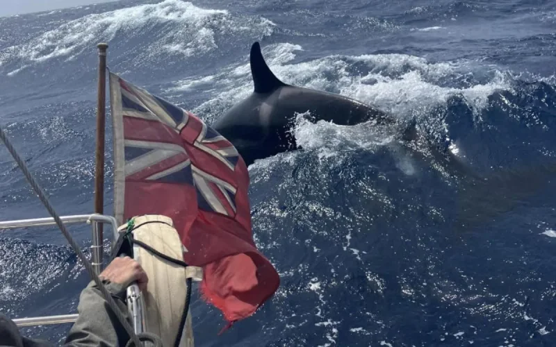 Des orques attaquent des bateaux près de Tanger (vidéo)