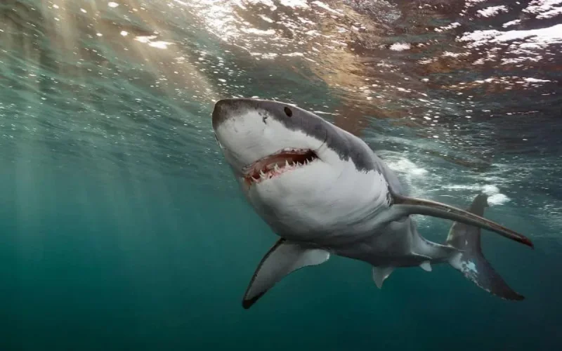Attaque de requin mortelle : les secours marocains sollicités