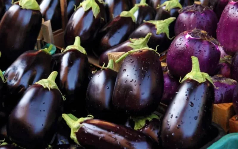Les exportations d'aubergines marocaines vers les États-Unis menacées