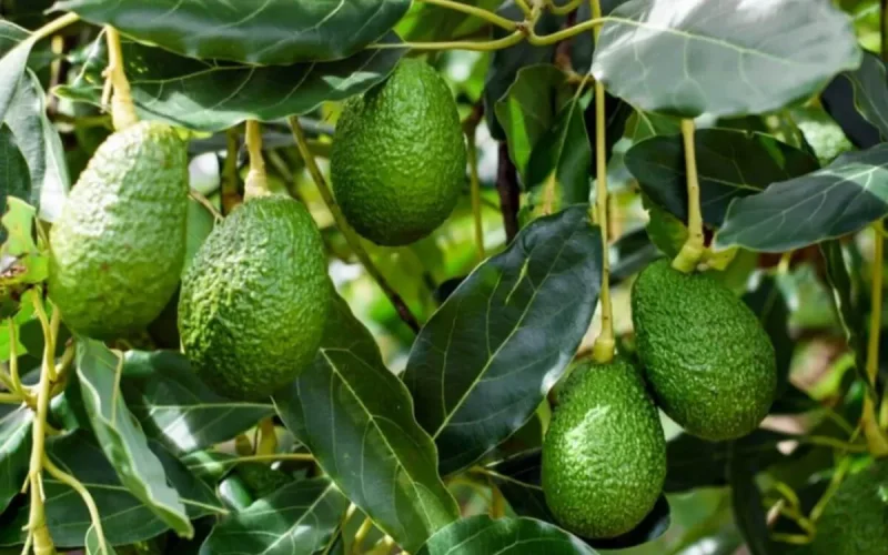 Avocat marocain : -50 % de rendement ! Pourquoi la filière a vécu sa pire saison historique en 2026