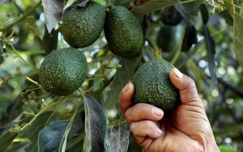 Avocat : le Maroc a un redoutable concurrent 