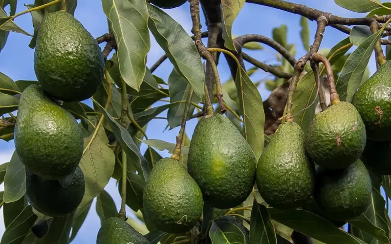 Avocat marocain : la saison qui fait très mal