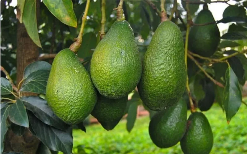Les producteurs d'avocat marocain répondent « aux mensonges » des Espagnols