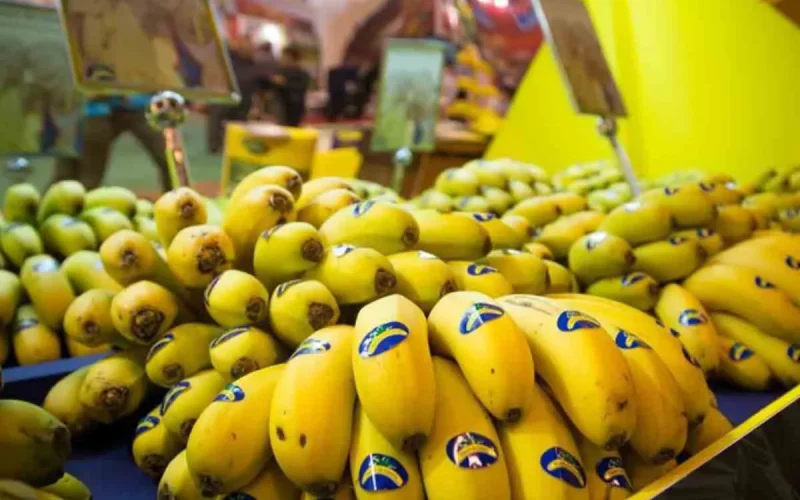 « Destruction déguisée » : les Canaries inondent le marché marocain de bananes