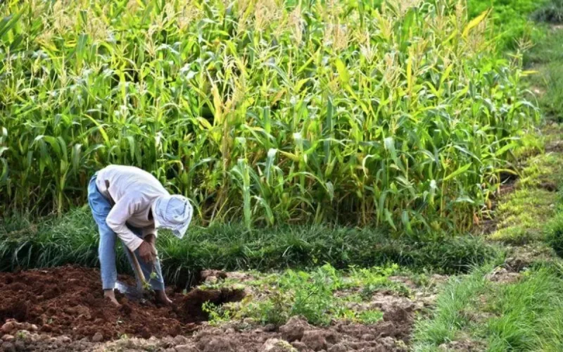Une bonne année agricole en vue au Maroc