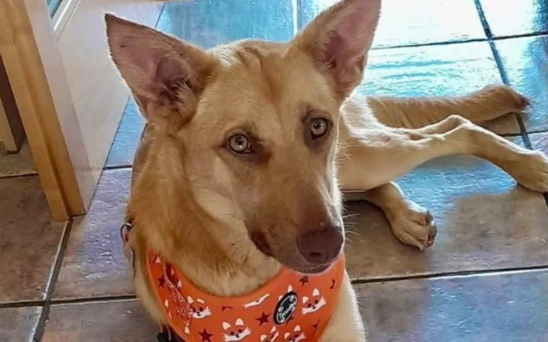 Une Britannique dépense 3 000 £ pour sauver un chien marocain blessé