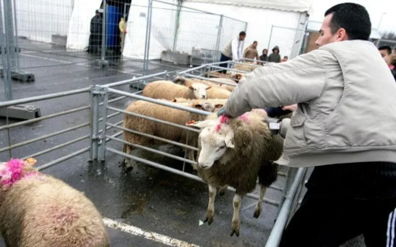 Bruxelles : « l'interdiction de l'abattage rituel aggraverait le bien-être animal »