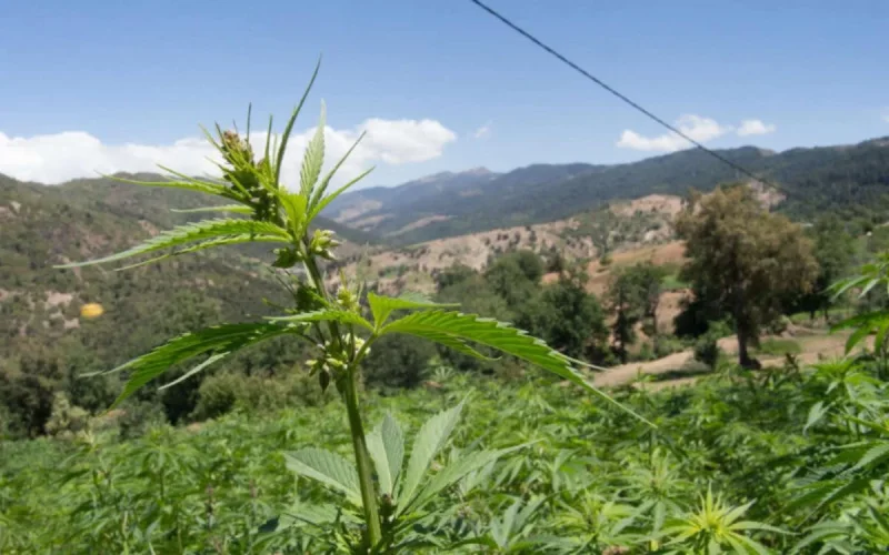 Appel à réhabiliter la beldiya, une variété de cannabis marocain