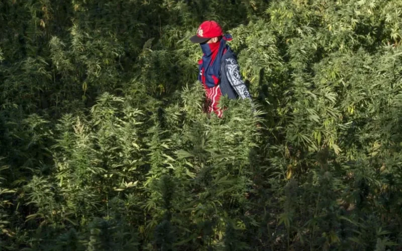 Légalisation du cannabis : voici les revendications des petits cultivateurs