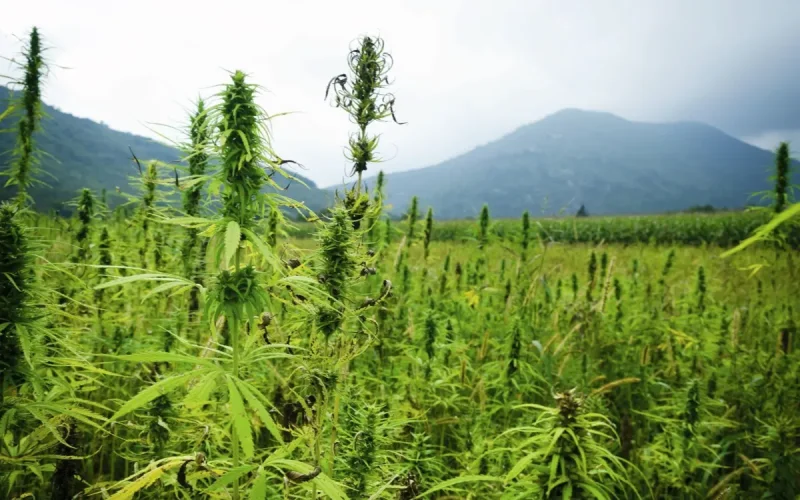 Cannabis marocain : l'Amérique du Nord vient bousculer le Rif