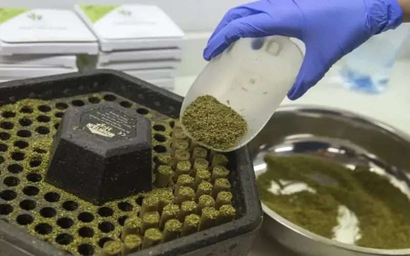 Cannabis : l'Europe doit aider à la mise en place de cette industrie au Maroc