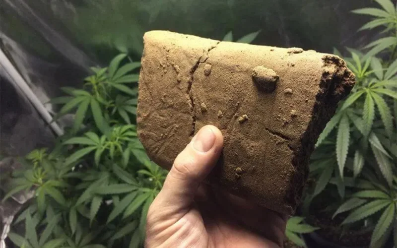 Du cannabis découvert dans des noix à Tanger Med