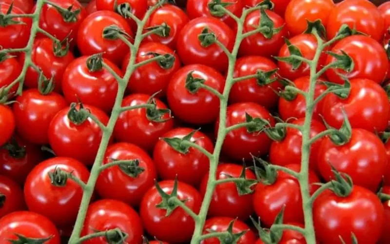 France : du cannabis marocain dans des tomates cerises