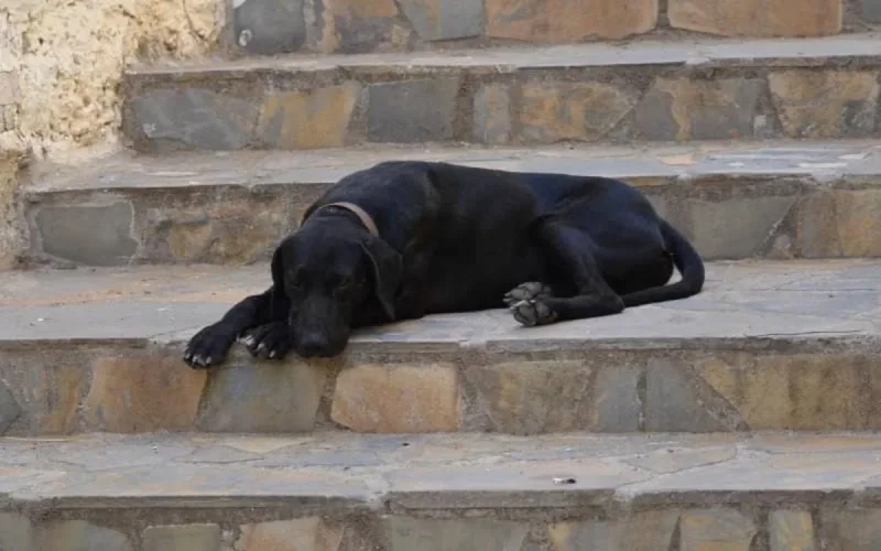 Un nouveau cas de rage en provenance du Maroc détecté à Melilla