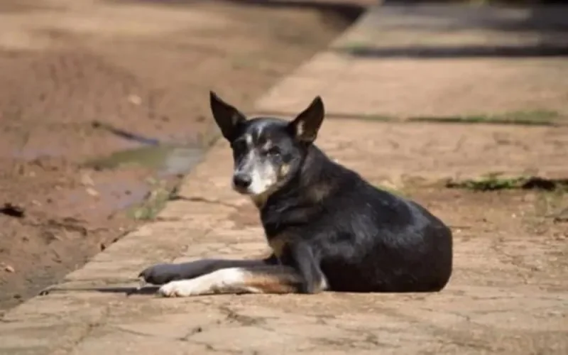 Un cas de rage en provenance du Maroc détecté à Melilla