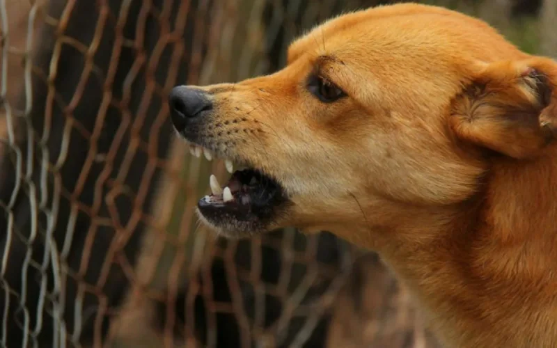 Des cas de rage signalés en Espagne, le Maroc pointé du doigt