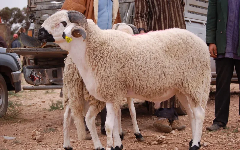 Casablanca : des présidents de commune bientôt suspendus à cause des moutons de l'Aïd ?