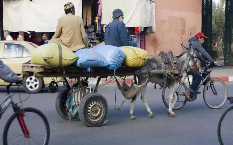 Casablanca met définitivement fin aux charrettes