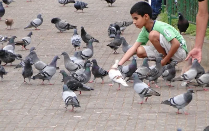 Casablanca s'attaque aux espèces nuisibles