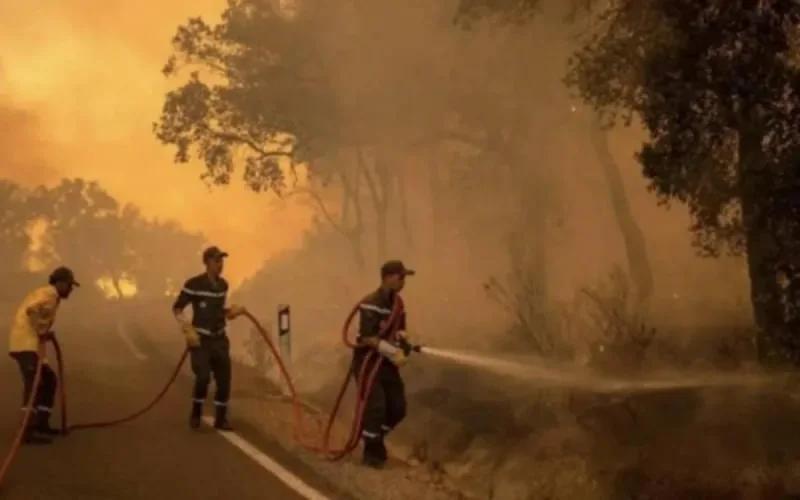 Incendies au Maroc : une cellule va aider les sinistrés