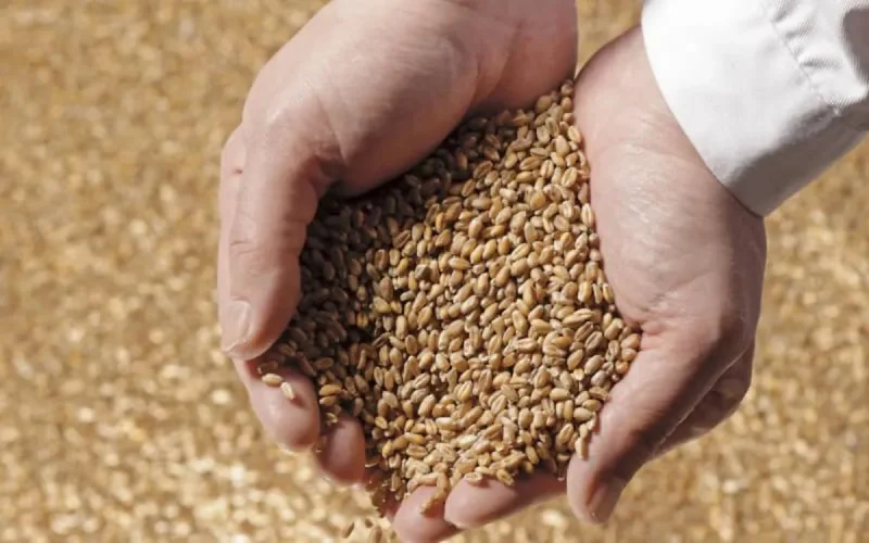 Céréales : pour éviter la pénurie, le Maroc diversifie ses sources d'approvisionnement