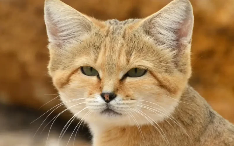 Il pèse 2 kg et aboie comme un chien : découvrez le chat des sables du Maroc