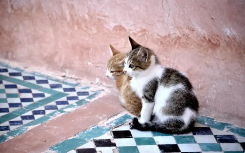 Un Marocain poursuivi pour avoir tué un chat