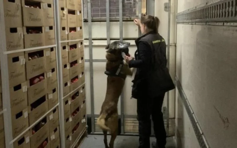 Un chien détecte 300 kilos de haschisch marocain au port de Motril