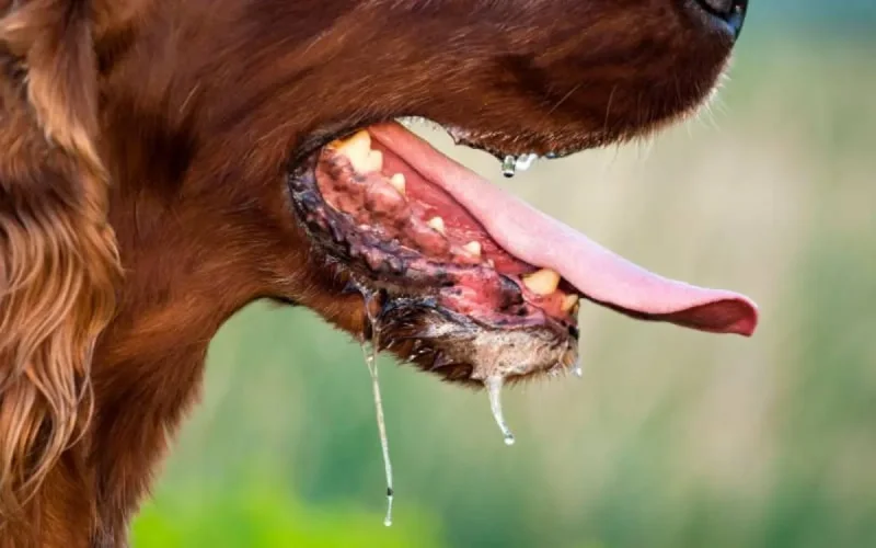 Un cas de rage en provenance du Maroc détecté en France