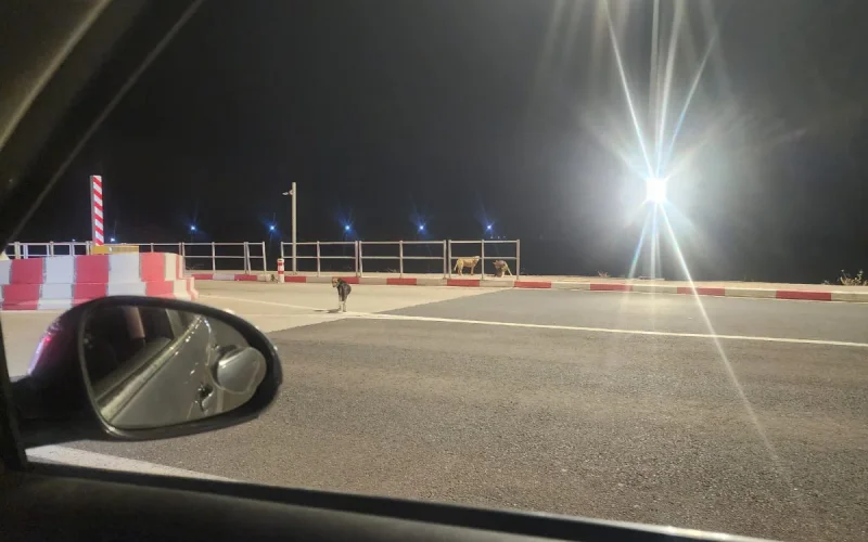 Les chiens errants envahissent les autoroutes marocaines