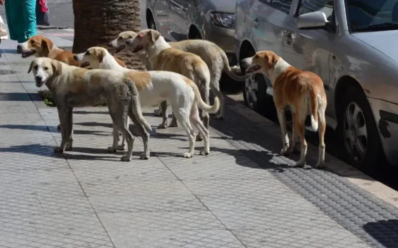 Casablanca : alerte aux chiens errants