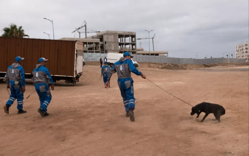 Chiens errants au Maroc : les balles au lieu de la stérilisation