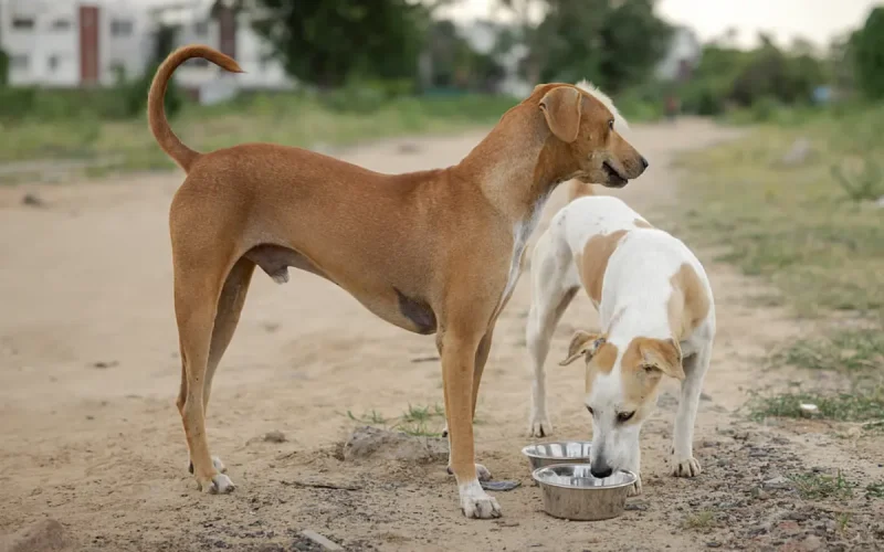 Derrière la polémique sur les chiens au Maroc, un complexe de supériorité occidental ?