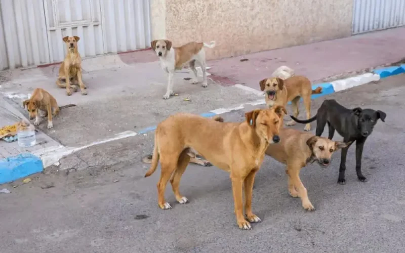 Chiens errants : le Maroc sort les grands moyens