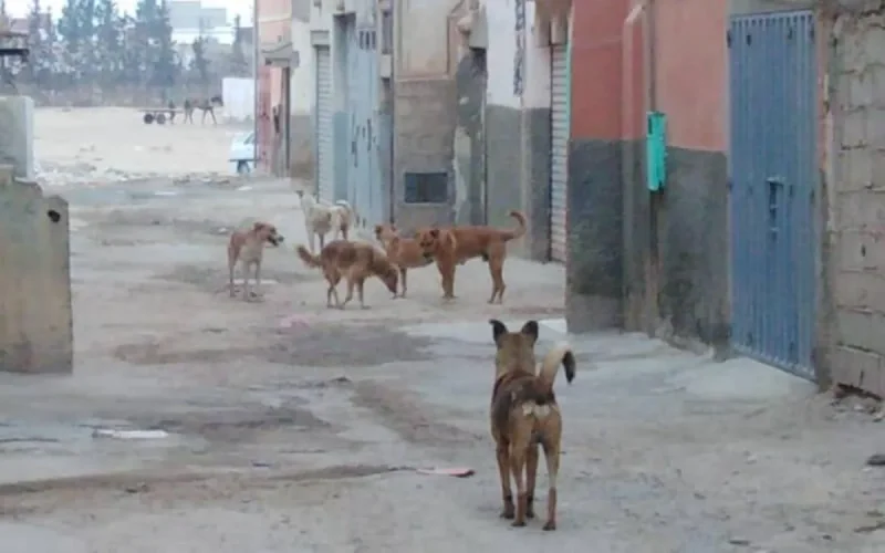 Audition de l'ancien ministre attaqué par un chien errant à Tanger 