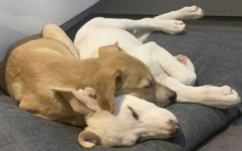 Un Belge veut éviter l'expulsion de ses chiots marocains 