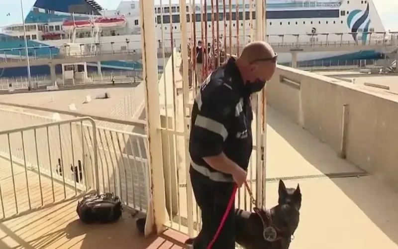 Marseille : un chien renifleur pour dépister les passagers d'un ferry en provenance de Tanger 