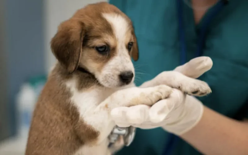 Un chiot importé illégalement du Maroc atteint de rage dans le Var